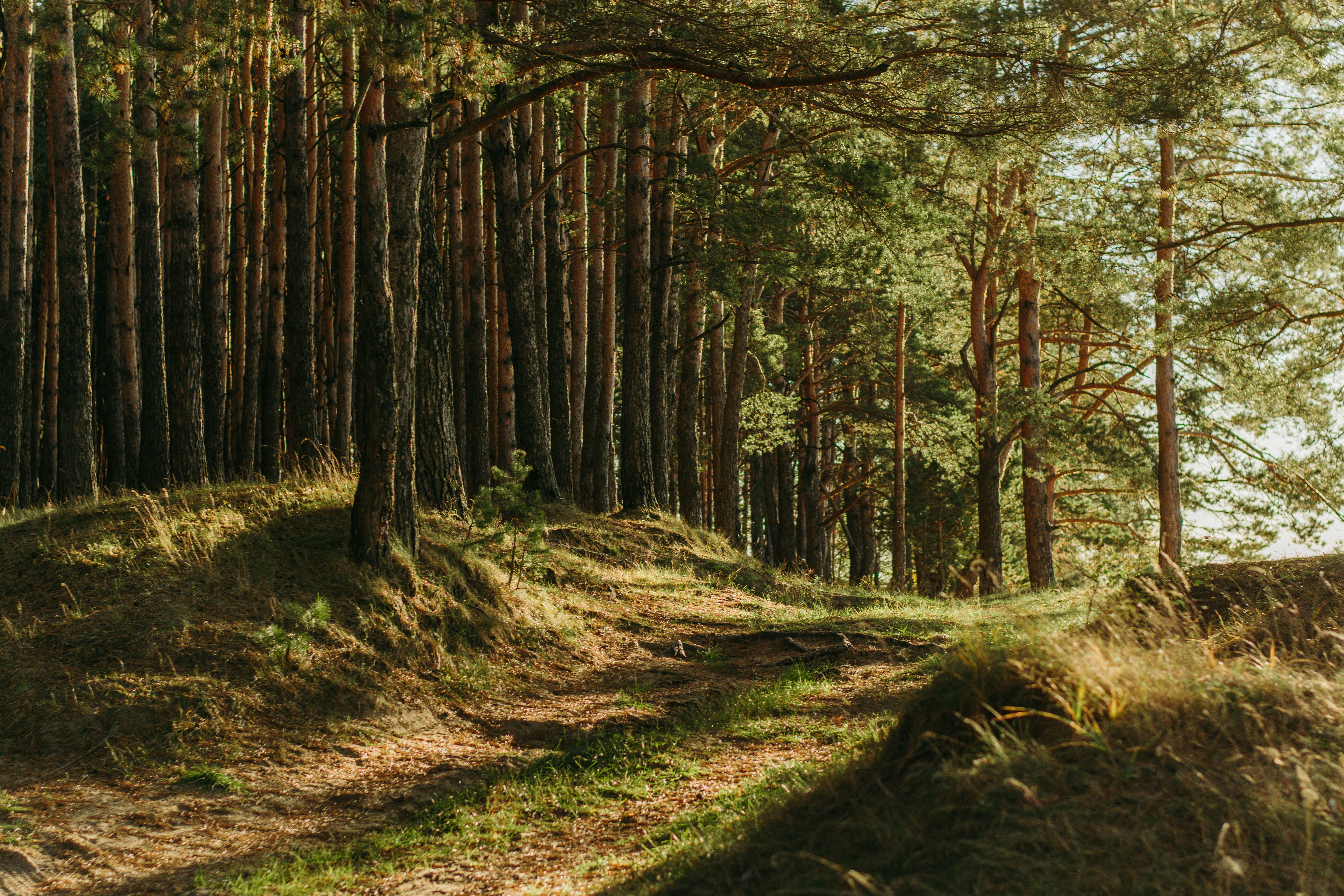 A scenic view of a forest with sunlight filtering through the trees